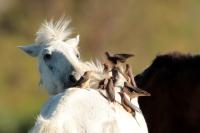 ETHIOPIA FAUNA