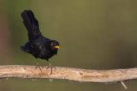 Turdus merula