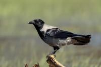 Corvus cornix