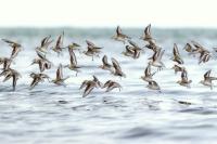 Calidris alba