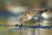 Calidris alpina