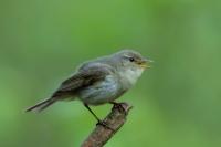 Phylloscopus collybita