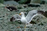 Antartica fauna