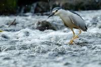 Nycticorax nycticorax