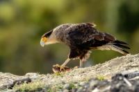 Caracara plancus