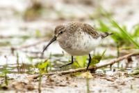 Calidris ferruginea