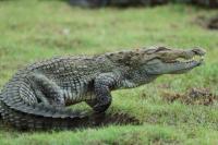 Sri Lanka FAUNA