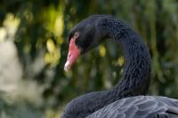 London-St James's Park