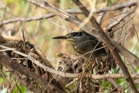 Zambia - FAUNA