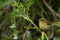 Phylloscopus collybita