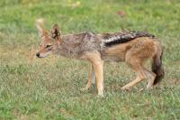 Black-backed jackal