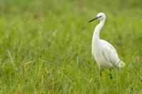 Egretta garzetta