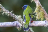 ECUADOR-FAUNA