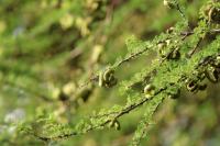 ETHIOPIA FLORA