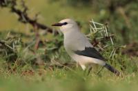 ETHIOPIA FAUNA