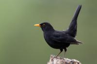 Turdus merula