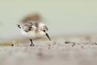 Calidris alba