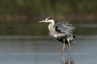 Ardea cinerea