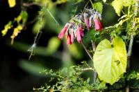 Dominican Republic  FLORA