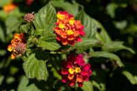 Madeira flora