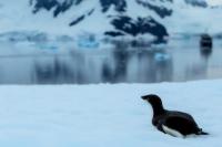 Antartica fauna