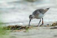 Calidris ferruginea