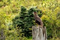 Caracara plancus