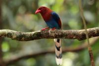 Sri Lanka FAUNA