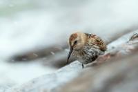 Calidris alpina