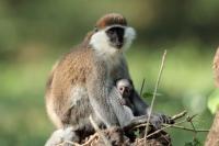 ETHIOPIA FAUNA