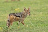 Black-backed jackal