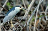 Dominican Republic-FAUNA