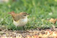 Phylloscopus collybita