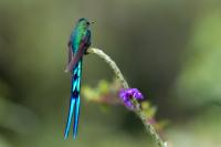 ECUADOR-FAUNA