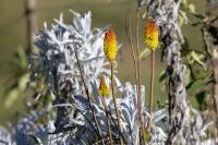 ECUADOR -FLOWERS