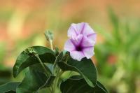 ETHIOPIA FLORA