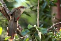 Cuba - fauna