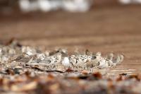 Calidris alba