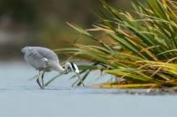 Ardea cinerea