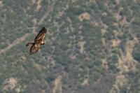 Aquila chrysaetos