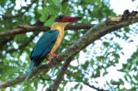 Sri Lanka FAUNA