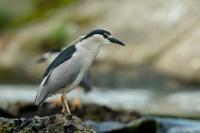 Nycticorax nycticorax