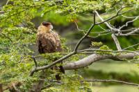 Caracara plancus