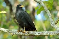 Costa Rica fauna