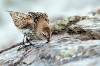 Calidris alpina