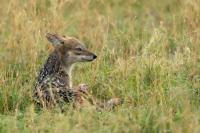 Black-backed jackal