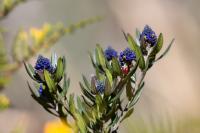 ECUADOR -FLOWERS