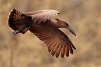 ETHIOPIA FAUNA