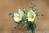 ETHIOPIA FLORA