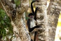 Mexico FAUNA